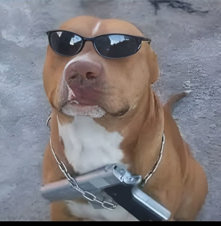 Cool Dog PFP