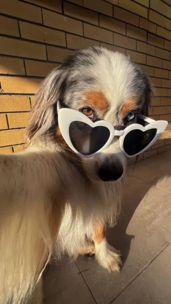 Cool Dog PFP