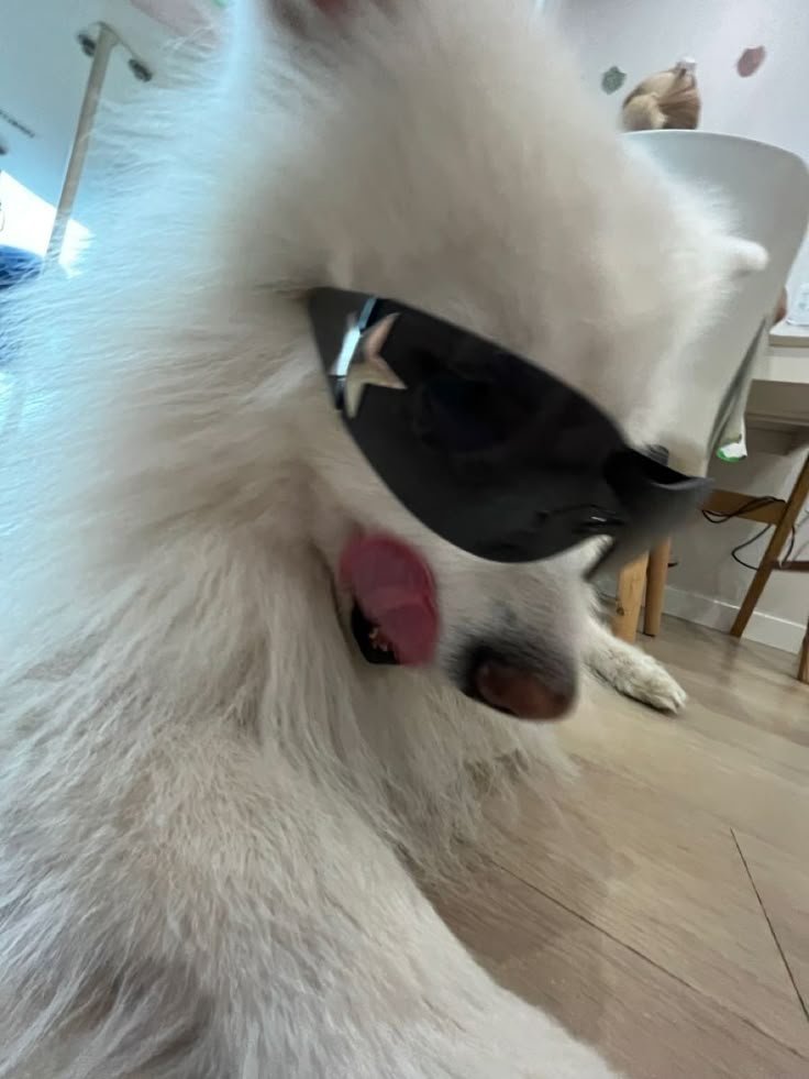 Cool Dog PFP