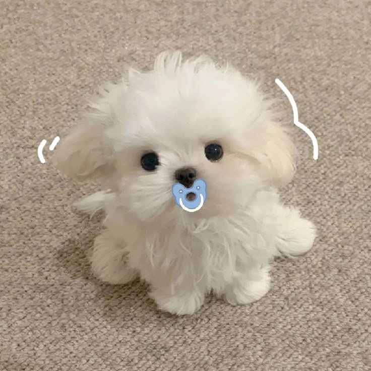 Cute Dog PFP