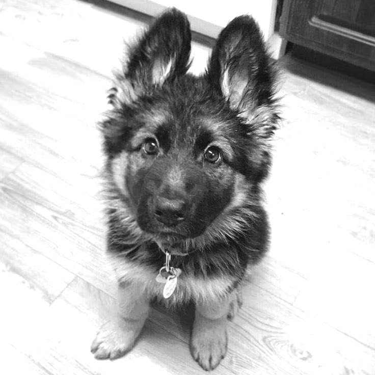 Dog PFP Black and White