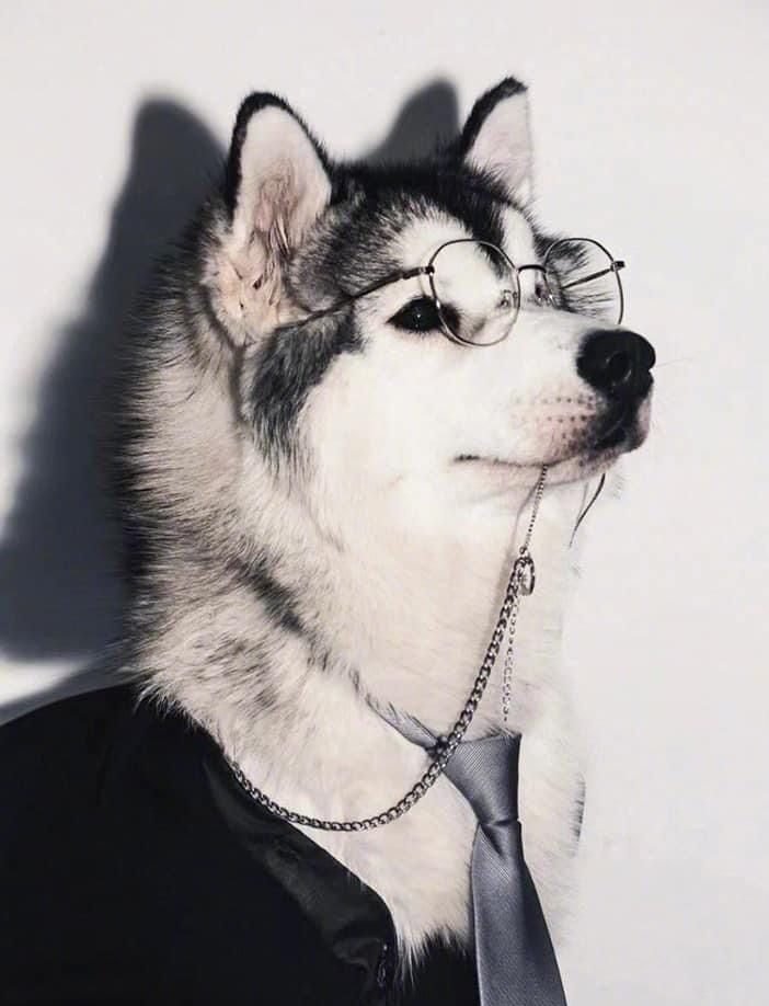 Dog PFP Black and White