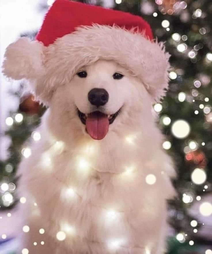 Dog PFP Christmas