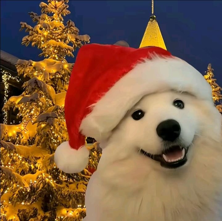 Dog PFP Christmas