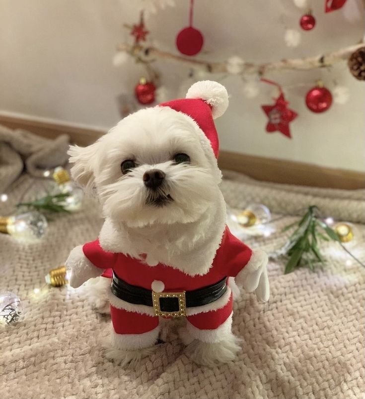 Dog PFP Christmas