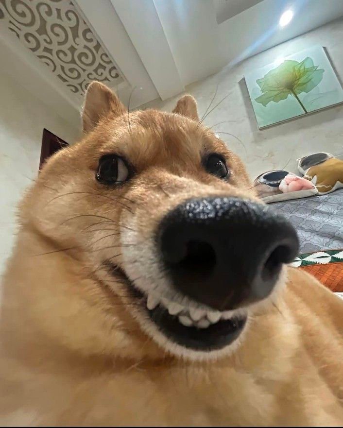 Funny Dog PFP