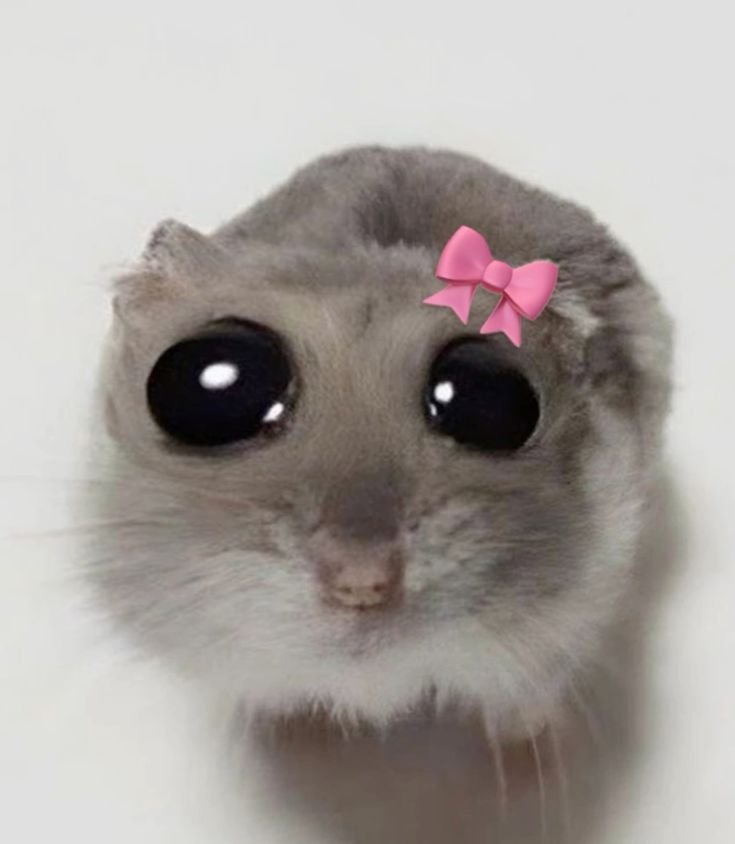 Cute Hamster PFP