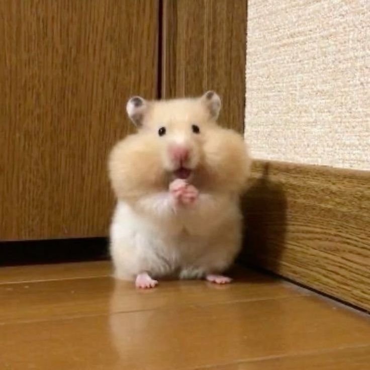 Cute Hamster PFP