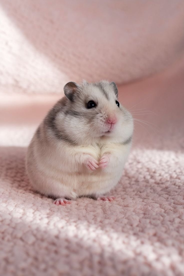 Cute Hamster PFP