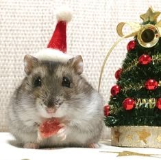 Hamster PFP Christmas
