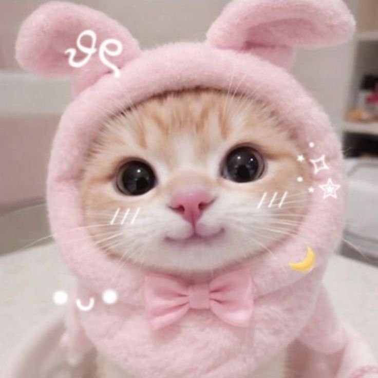 Cutecore Pfp Cat