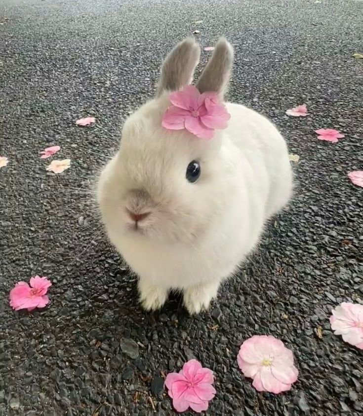 Cute PFP Bunny
