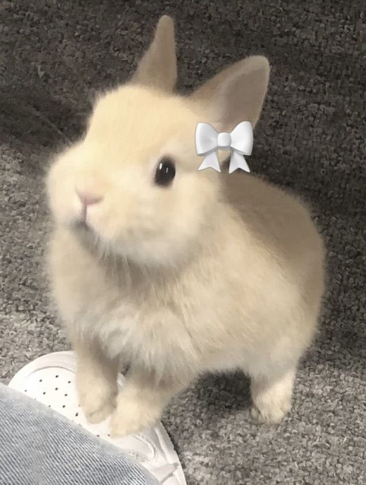 Cute PFP Bunny