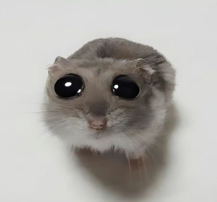 Hamster PFP Meme