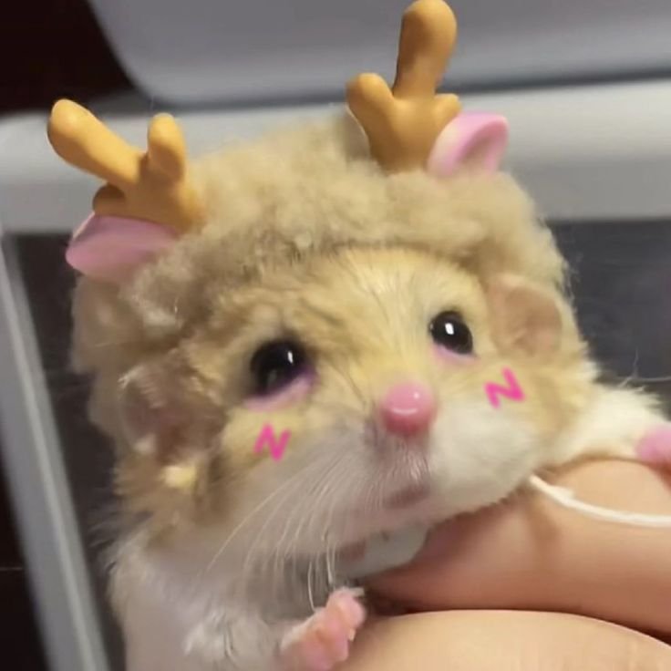 Aesthetic Hamster PFP