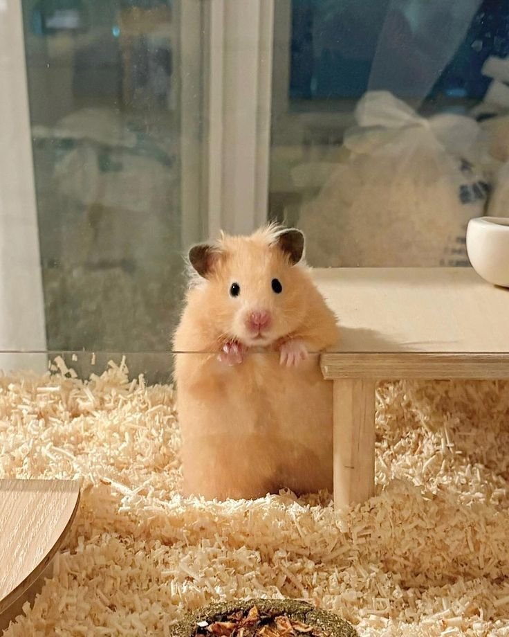 Hamster PFP Pinterest