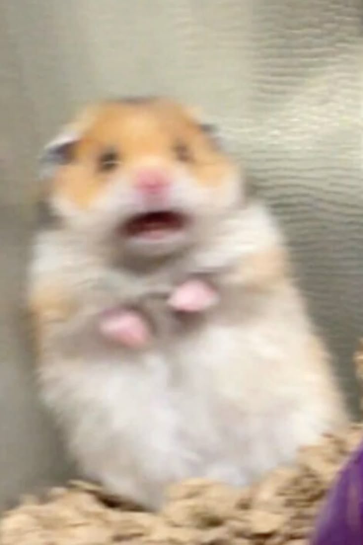 Hamster PFP Meme