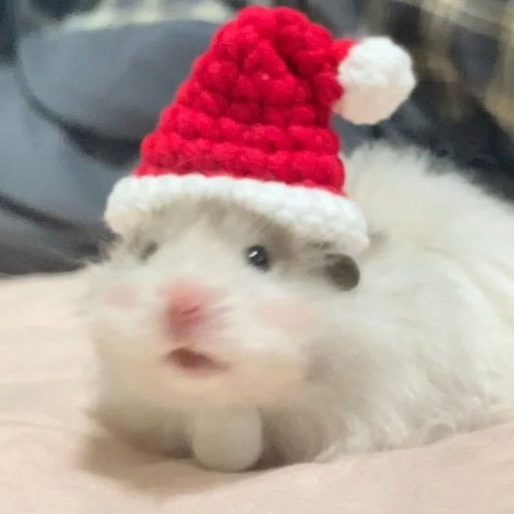 Hamster PFP Christmas