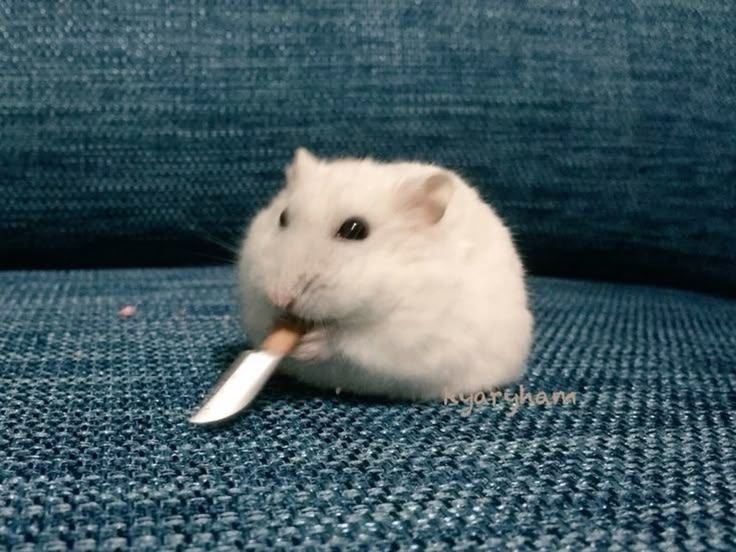 Cool Hamster PFP