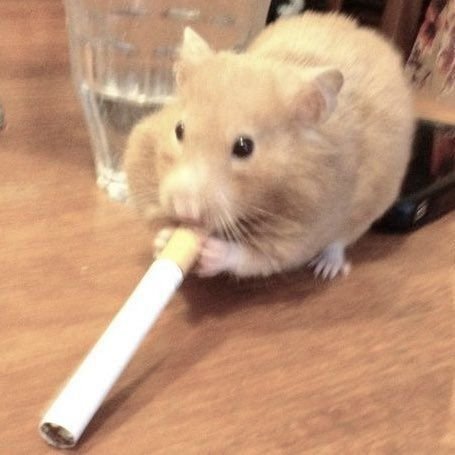 Cool Hamster PFP