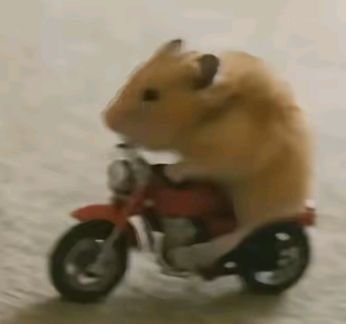Hamster PFP Funny