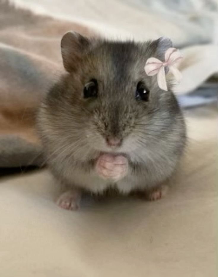Hamster PFP Meme