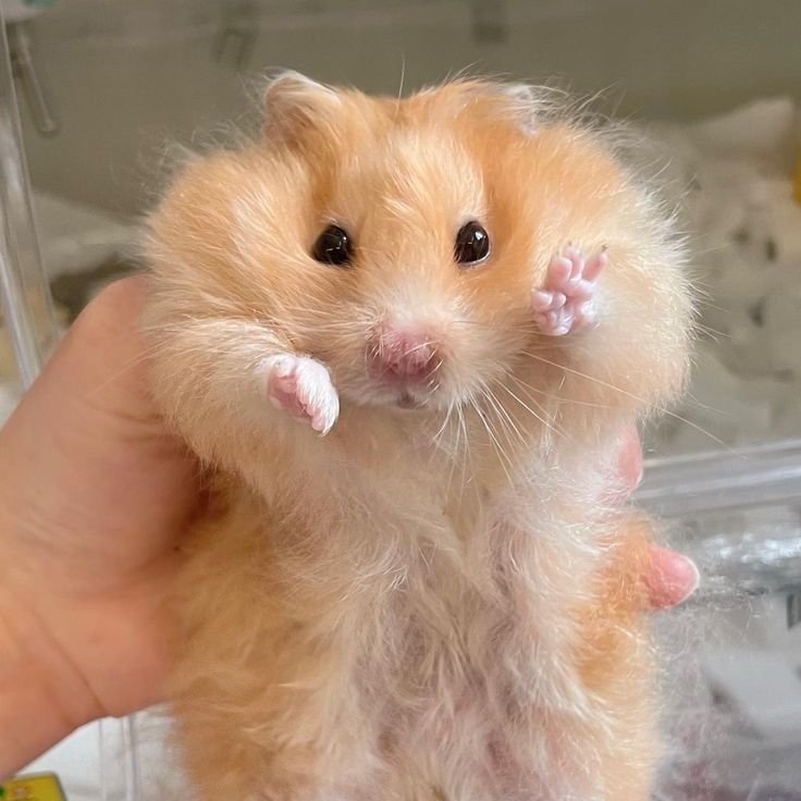 Hamster PFP Pinterest