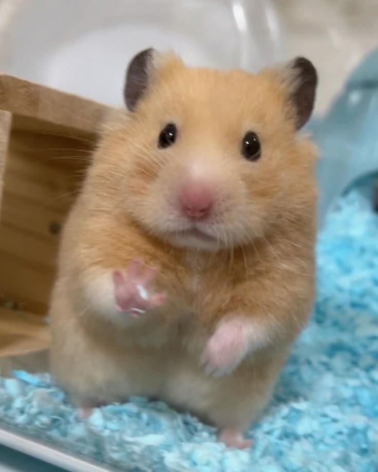 Hamster PFP Discord