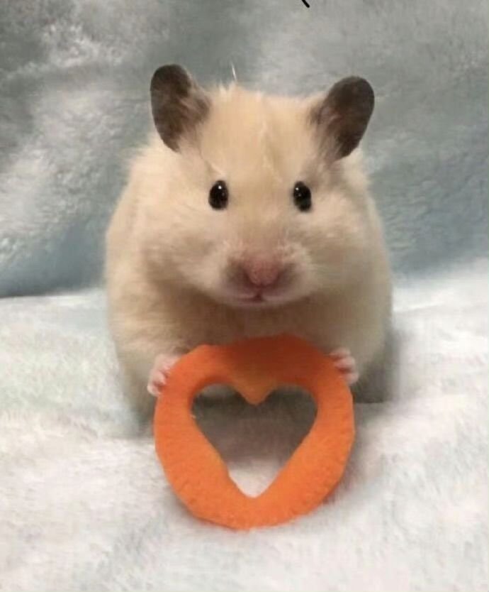 Hamster PFP Discord