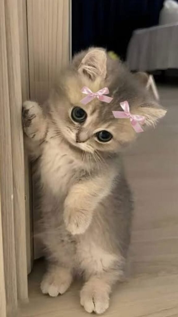 Cutecore Pfp Cat