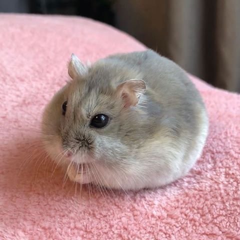 Aesthetic Hamster PFP