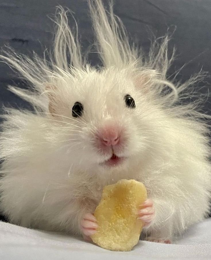 Goofy Hamster PFP