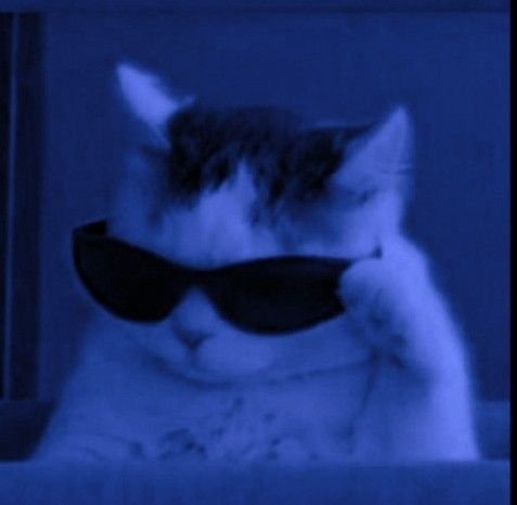 Blue Cat PFP