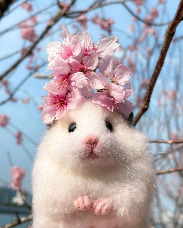 Hamster PFP for Instagram