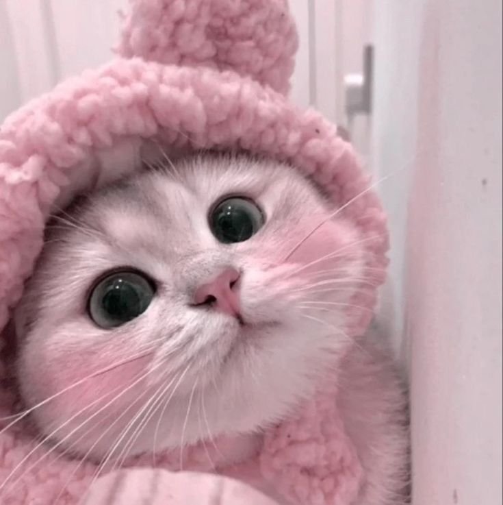 Cutecore Pfp Cat