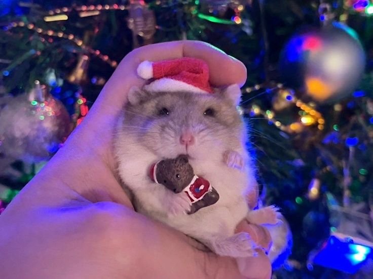 Hamster PFP Christmas