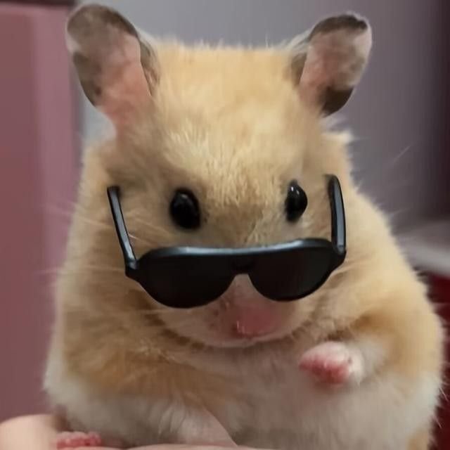 Hamster PFP Discord