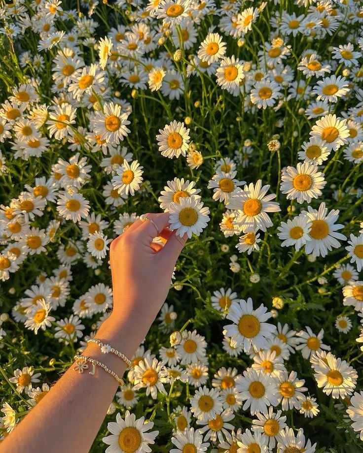 Aesthetic Flower PFP