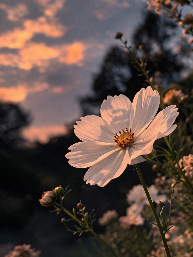Aesthetic Flower Pictures For Instagram
