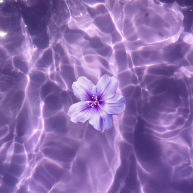 Aesthetic Purple Flower PFP