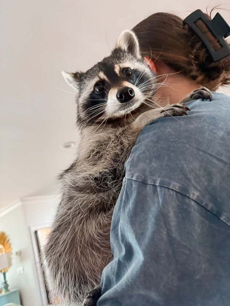 Aesthetic Raccoon PFP Girl