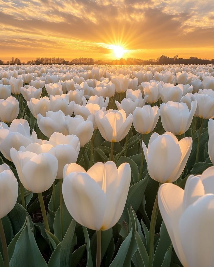 Aesthetic Tulip Flower PFP