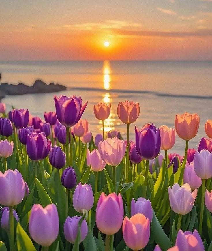 Aesthetic Tulip Flower PFP