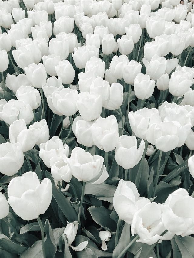 Aesthetic White Flower PFP