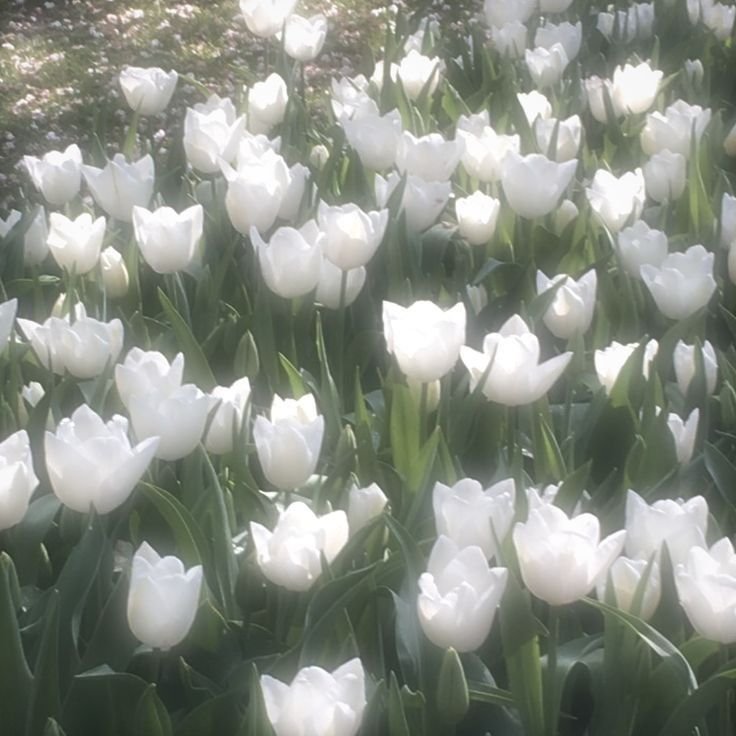 Aesthetic White Flower PFP