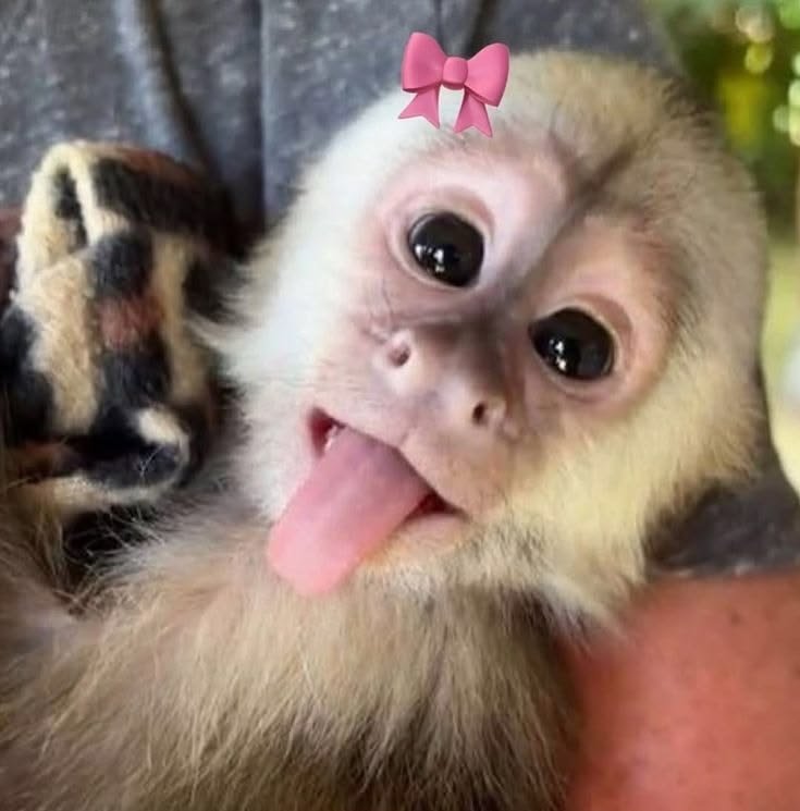 Cool Monkey PFP