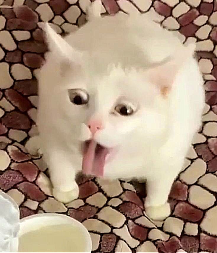 Coughing Cat Meme PFP Funny