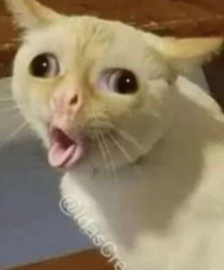 Coughing Cat Meme PFP Funny