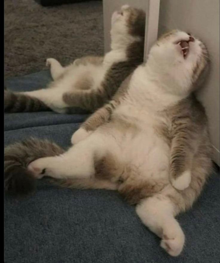 Coughing Cat Meme PFP Silly