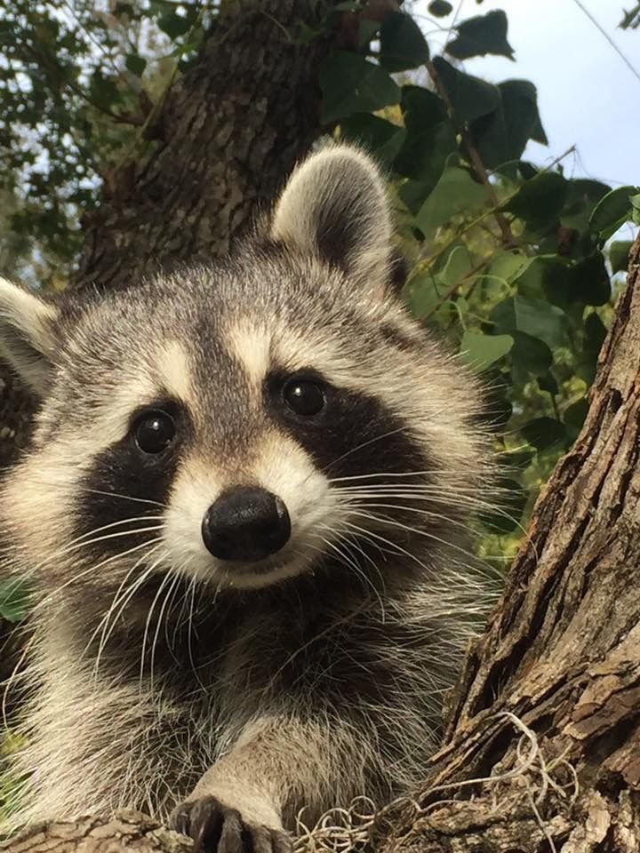 Cute Aesthetic Raccoon PFP